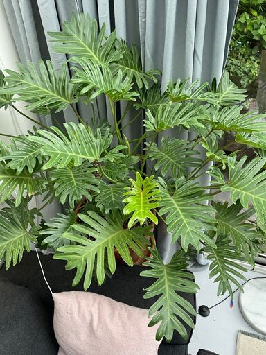 A large green plant is sitting on a couch next to a window.