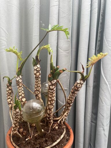 A potted plant is sitting in front of a window next to a curtain.