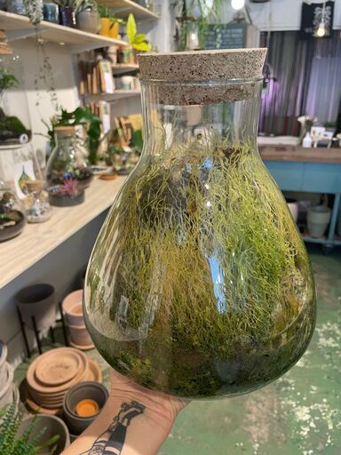 A person is holding a glass jar filled with moss.