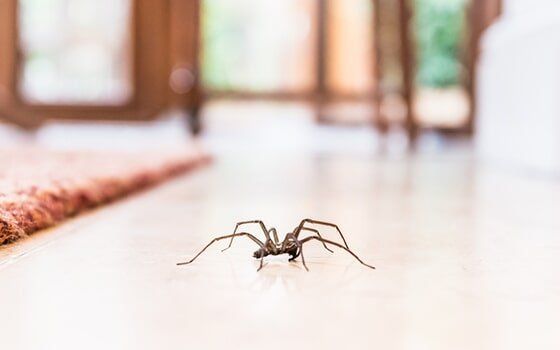Spider crawling on floor of house
