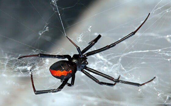Redback spider in Albury