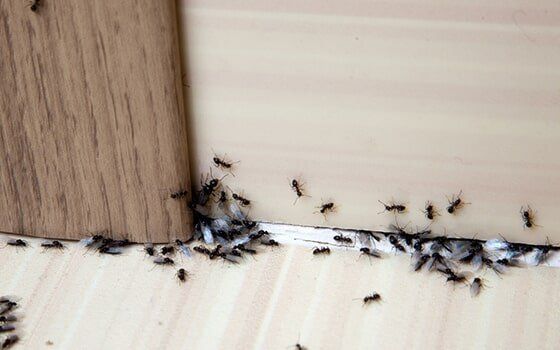 Black ants in Albury home