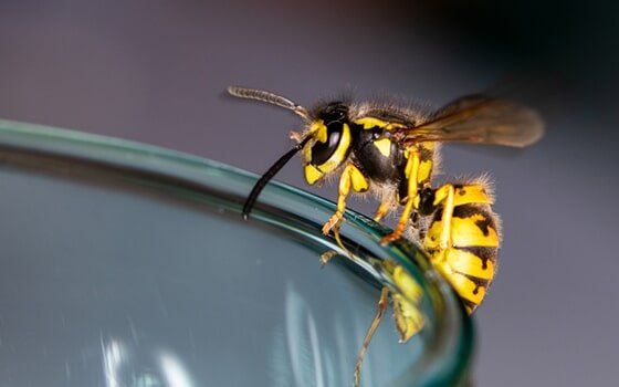 Wasp on a glass