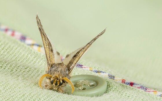 Cloth moth on clothing item