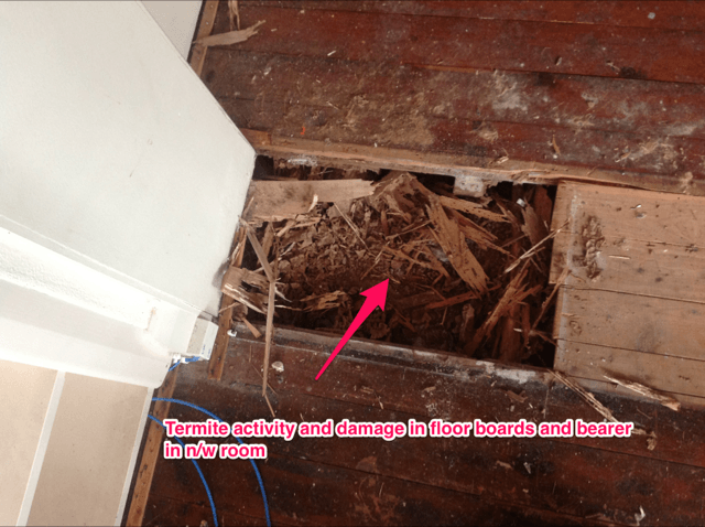 Residential room with termite activity in floor boards