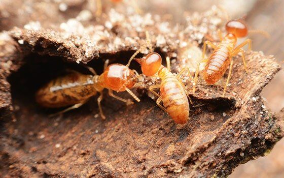 Termites up close
