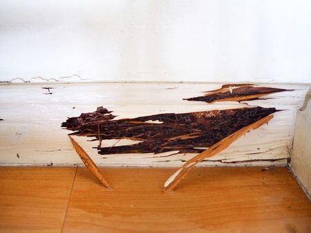 wood with termite damage