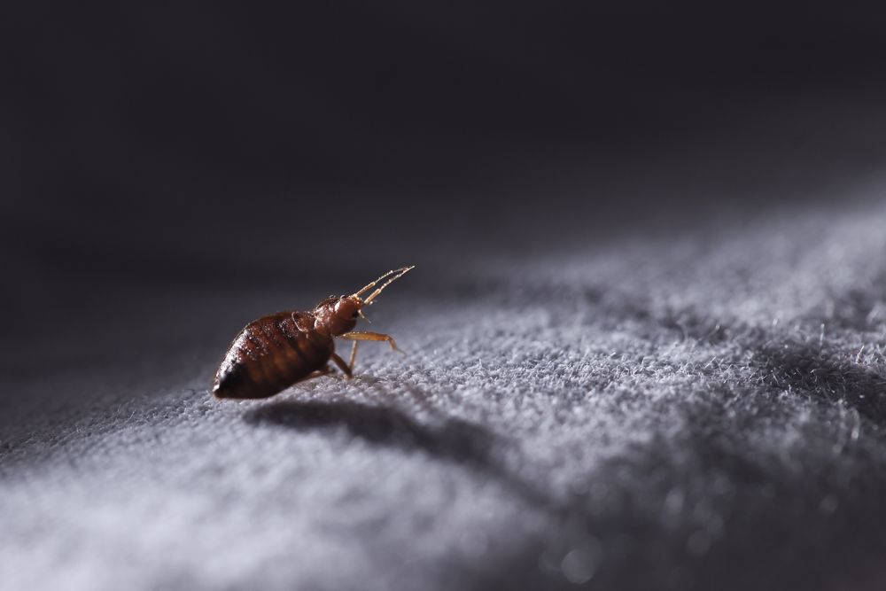 Bed Bug at Night in The Moonlight