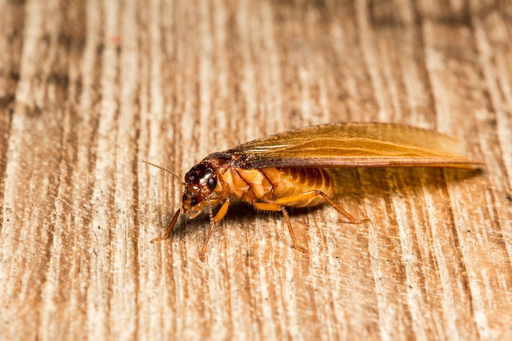 Closeup On An Alates Or Flying Termite