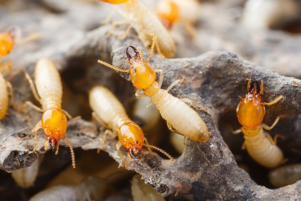 Close-up of worker and soldier termites crawling on decaying wood inside an active termite colony