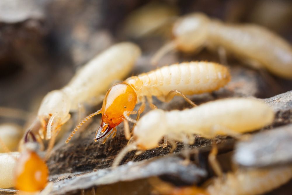 Closeup On Worker Termites