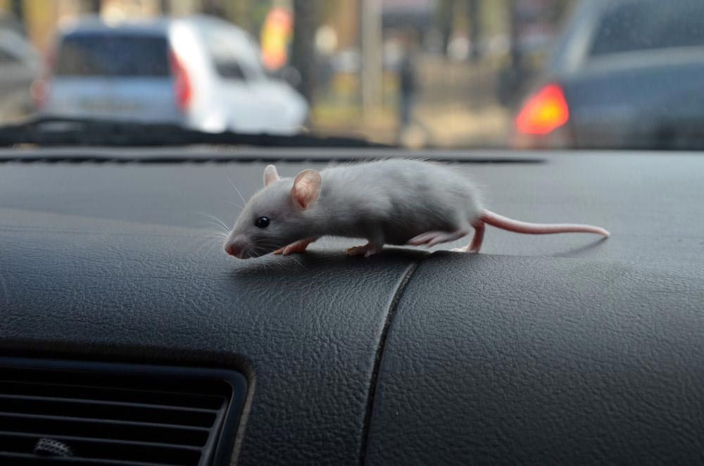 Gray Rat On The Car