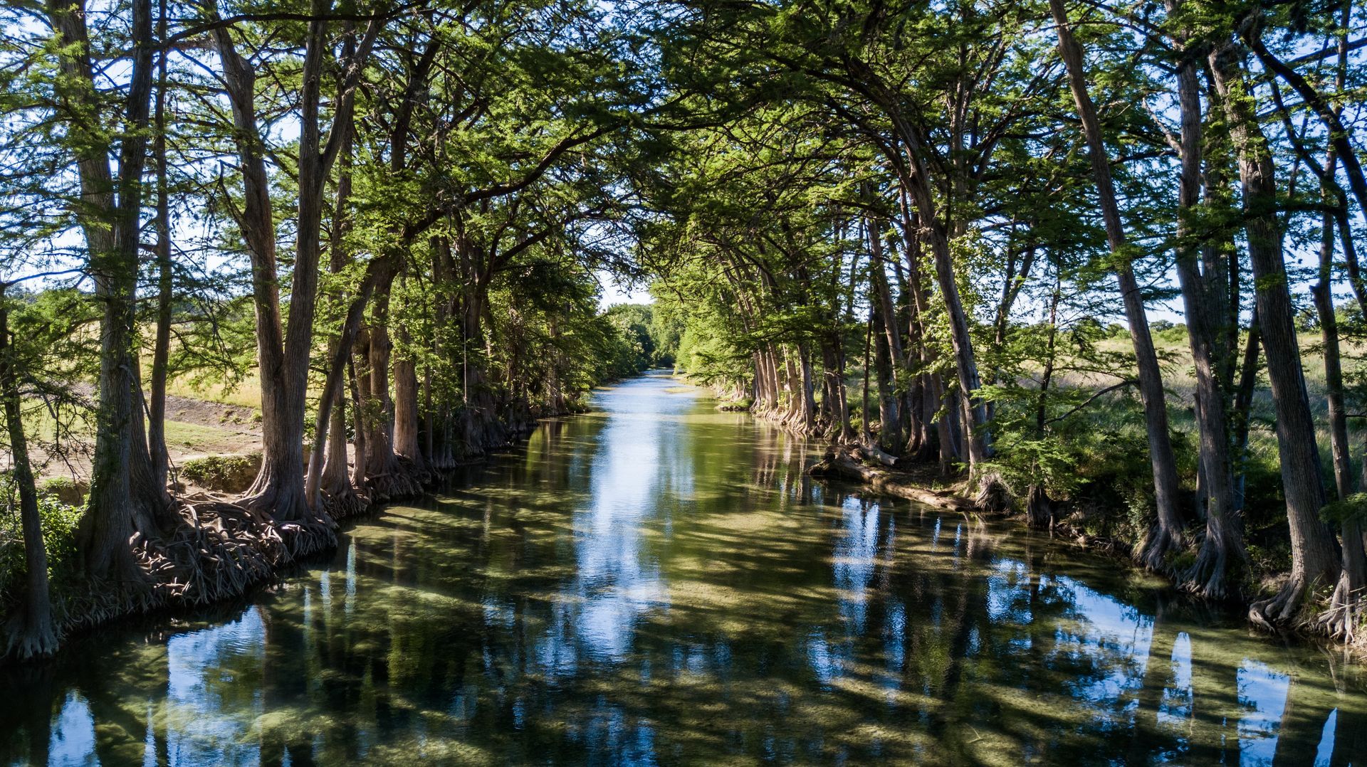 A river surrounded by trees and swamps on a sunny day.