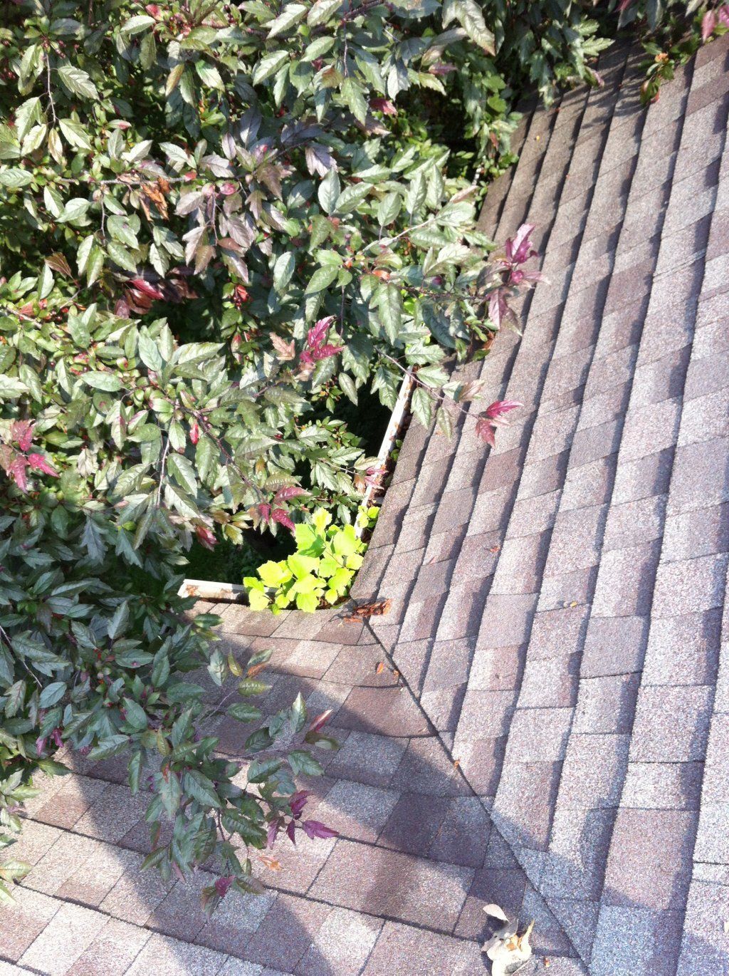 Plant Growth — Southfield, MI — Henderson’s Gutter Cleaning Service
