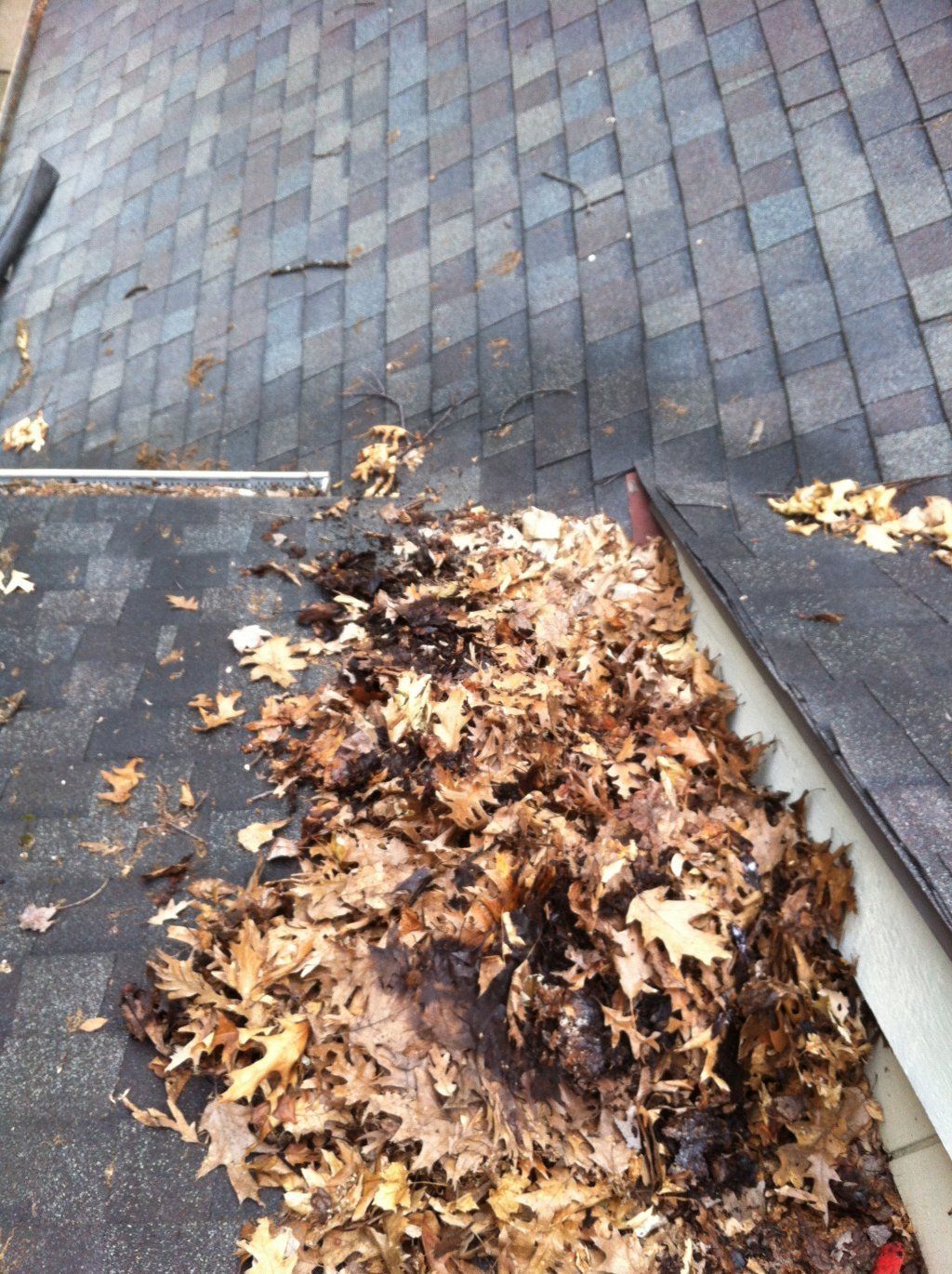 Acidic Leaves On Roof — Southfield, MI — Henderson’s Gutter Cleaning Service