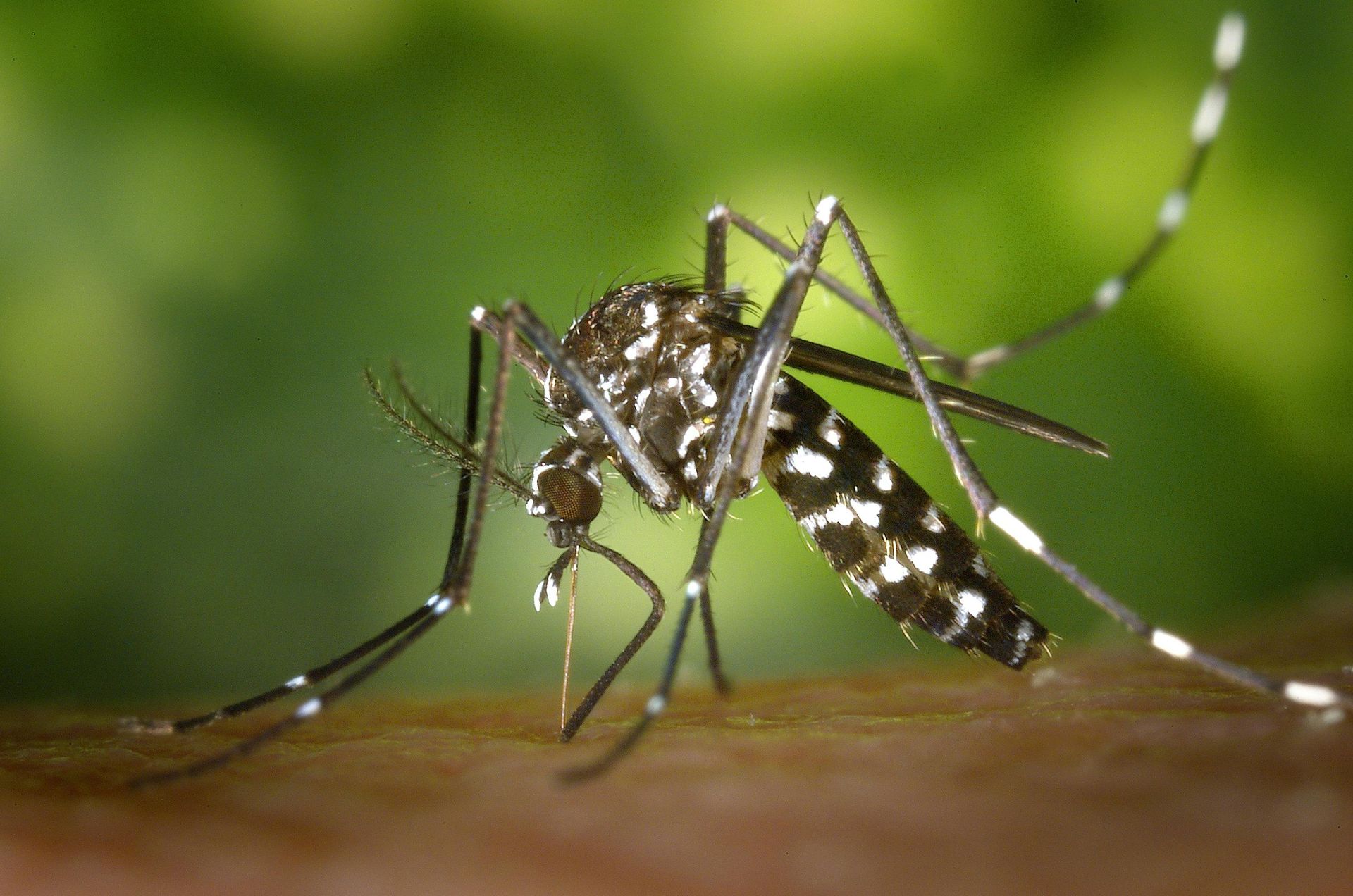 Black and white striped mosquito on a wooden surface, green background.