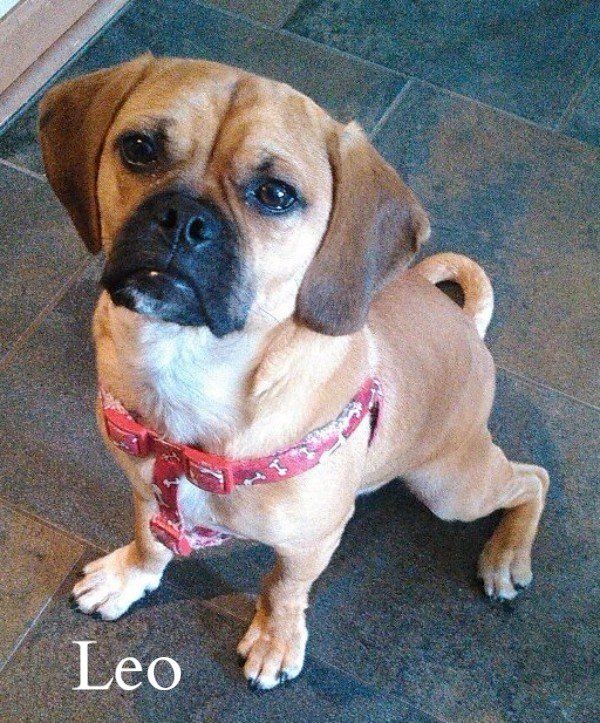 A Cute Dog A Cute Dog