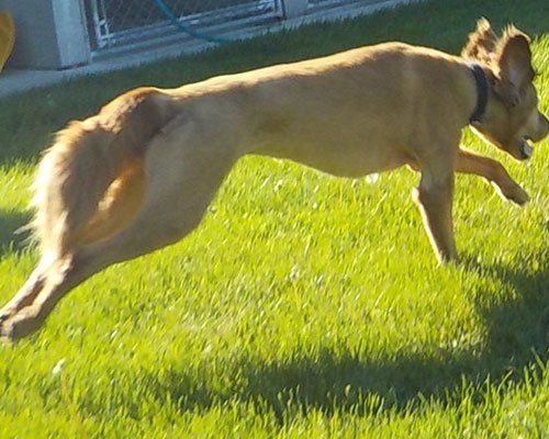 A brown dog running