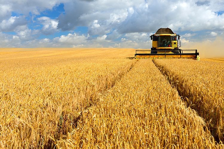 Combine harvester cutting wheat in a golden field under a partly cloudy sky.