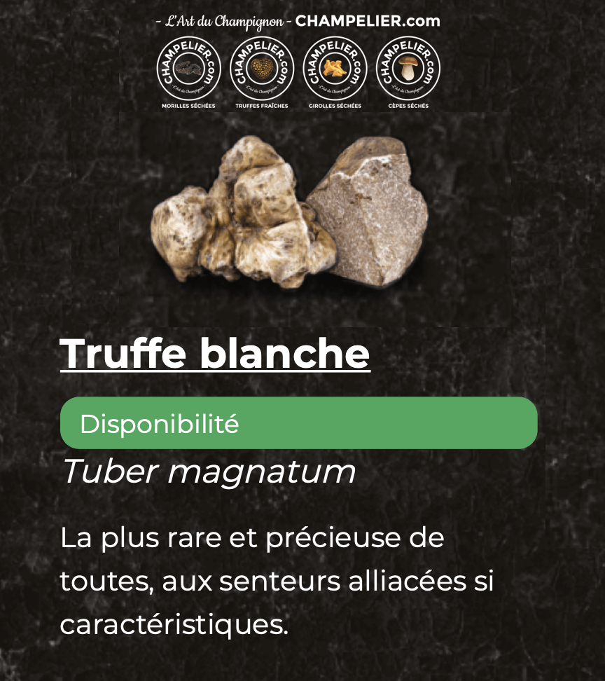 L'incomparable Truffe Blanche (Magnatum Pico)