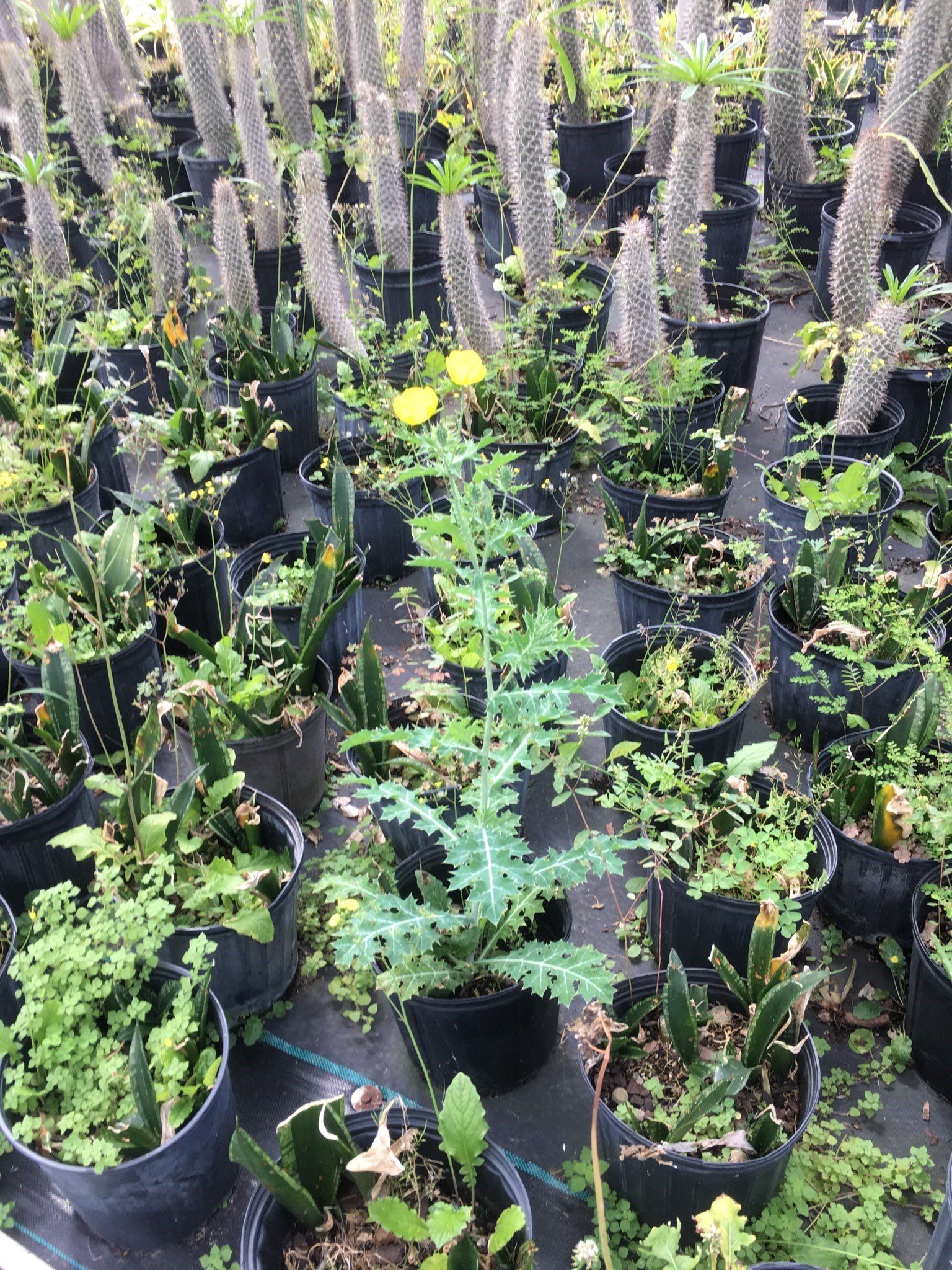 Plant Gallery — Miami, Florida — Santa Barbara Nursery