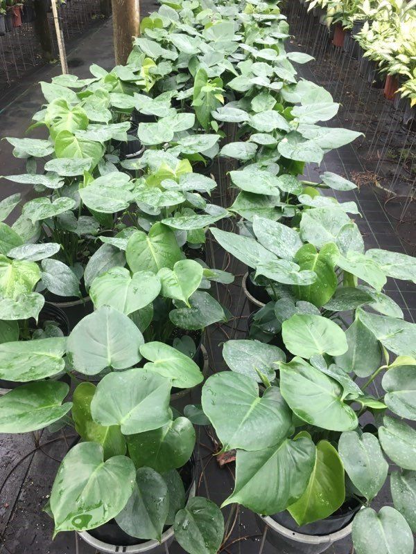 Plant Nursery — Miami, Florida — Santa Barbara Nursery