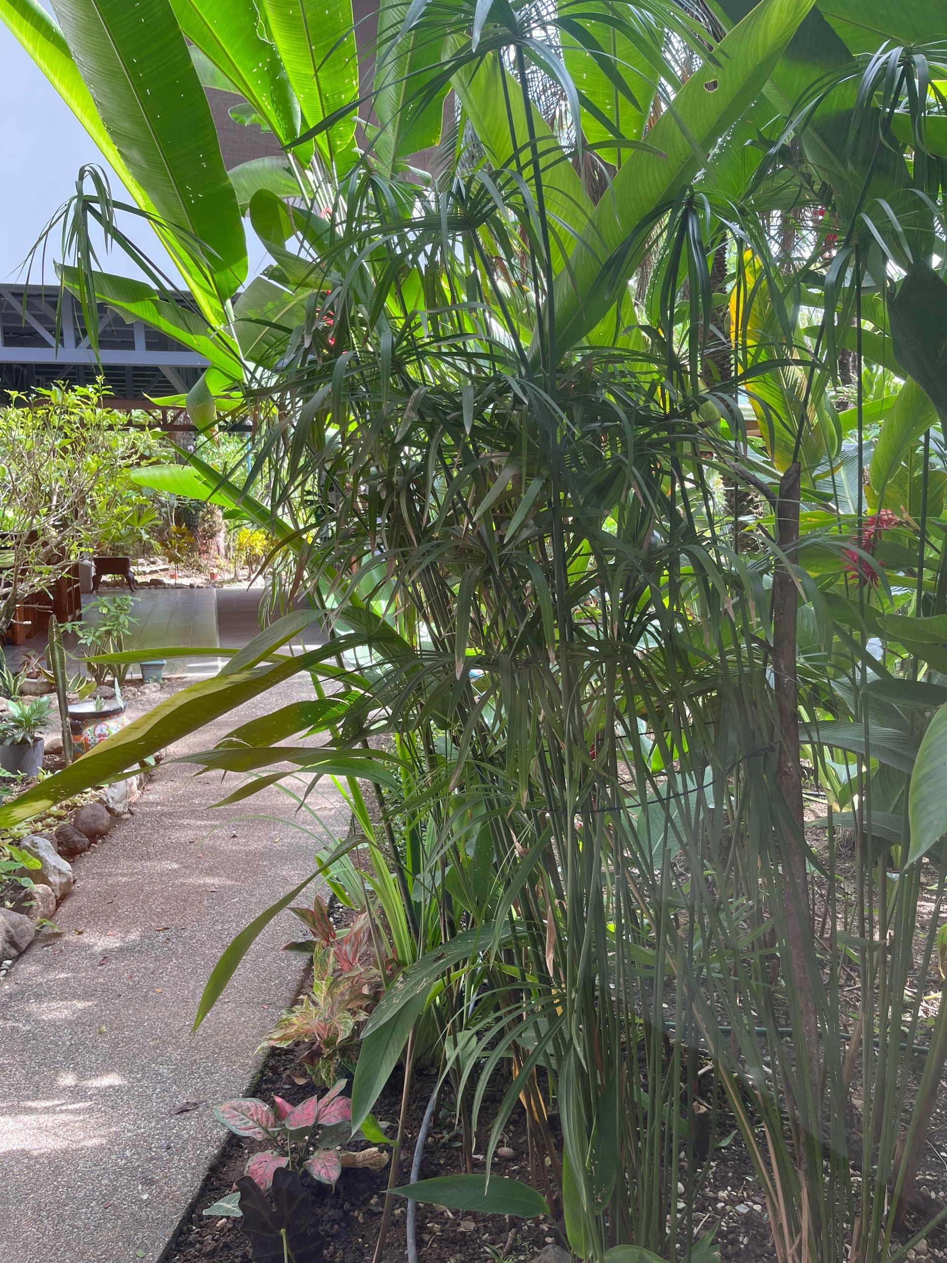 A lush green garden with lots of plants and trees