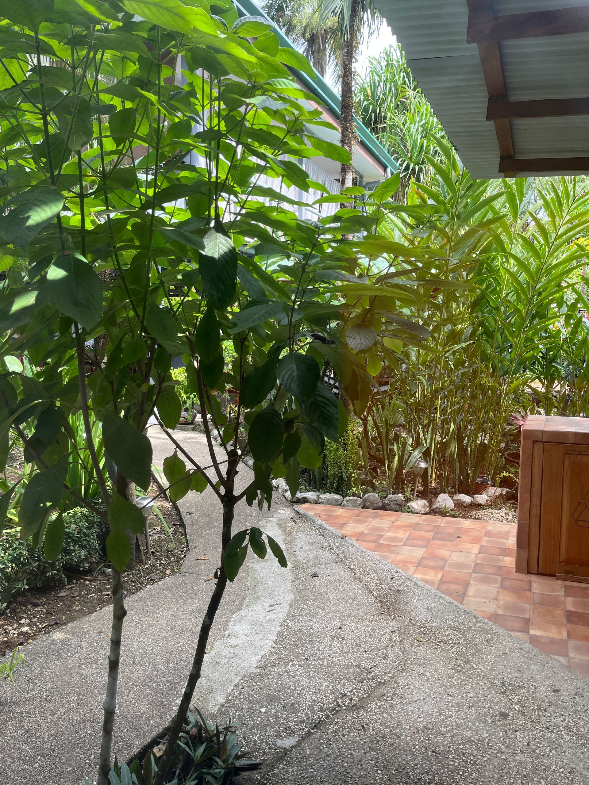 A tree with lots of leaves is in the middle of a lush green garden.