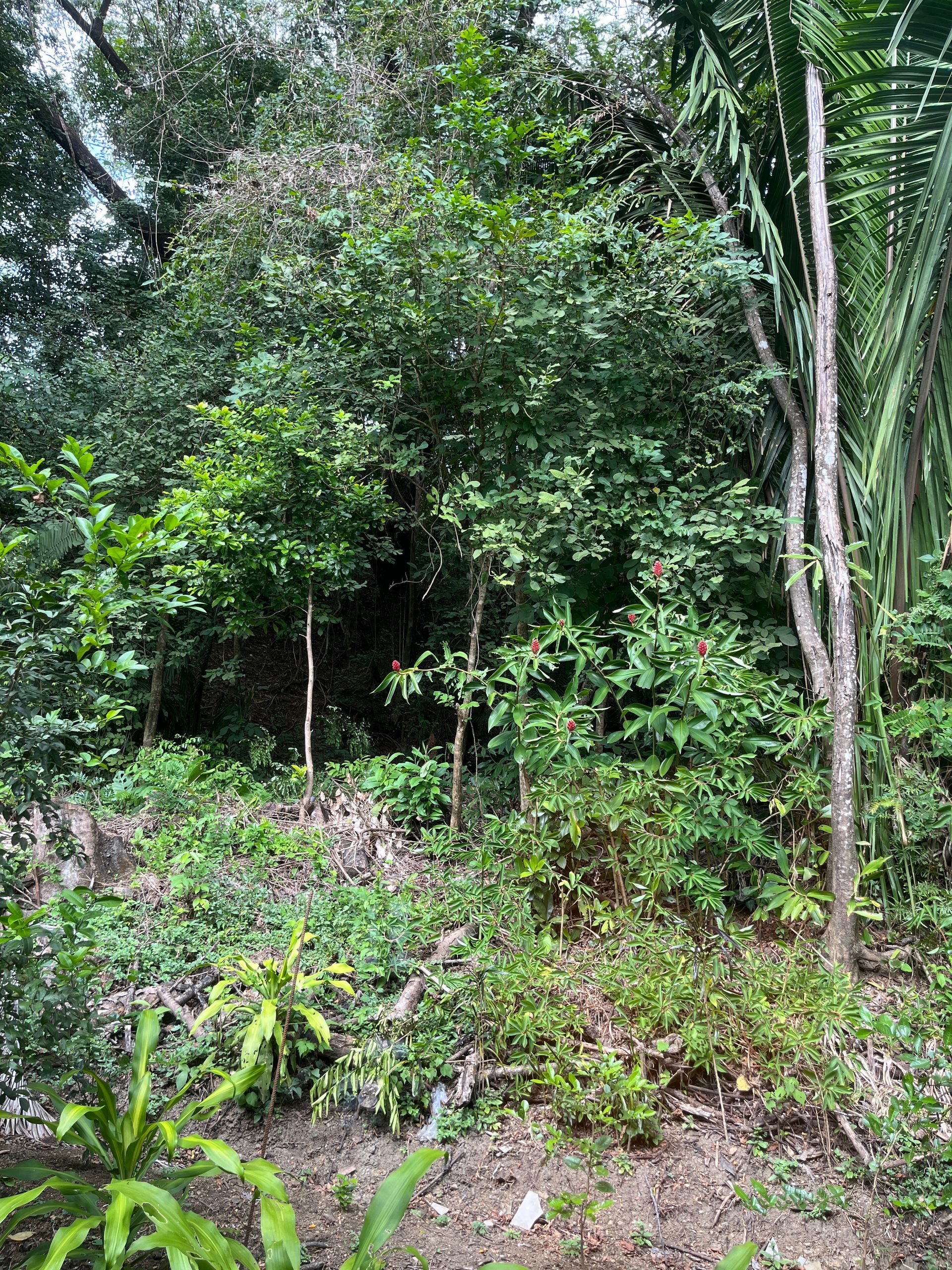 A lush green forest with lots of trees and plants