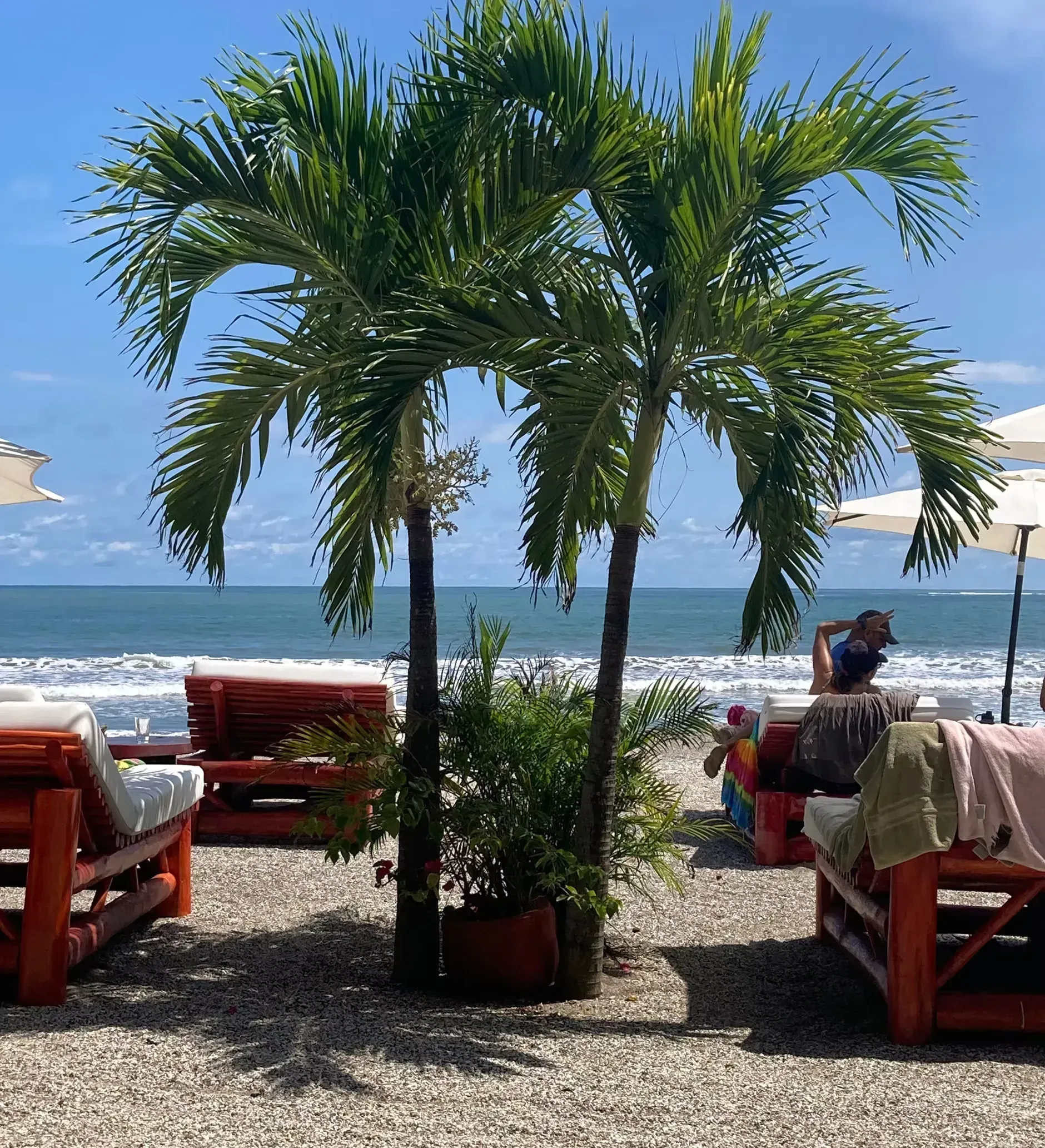 A beach with chairs and umbrellas and palm trees