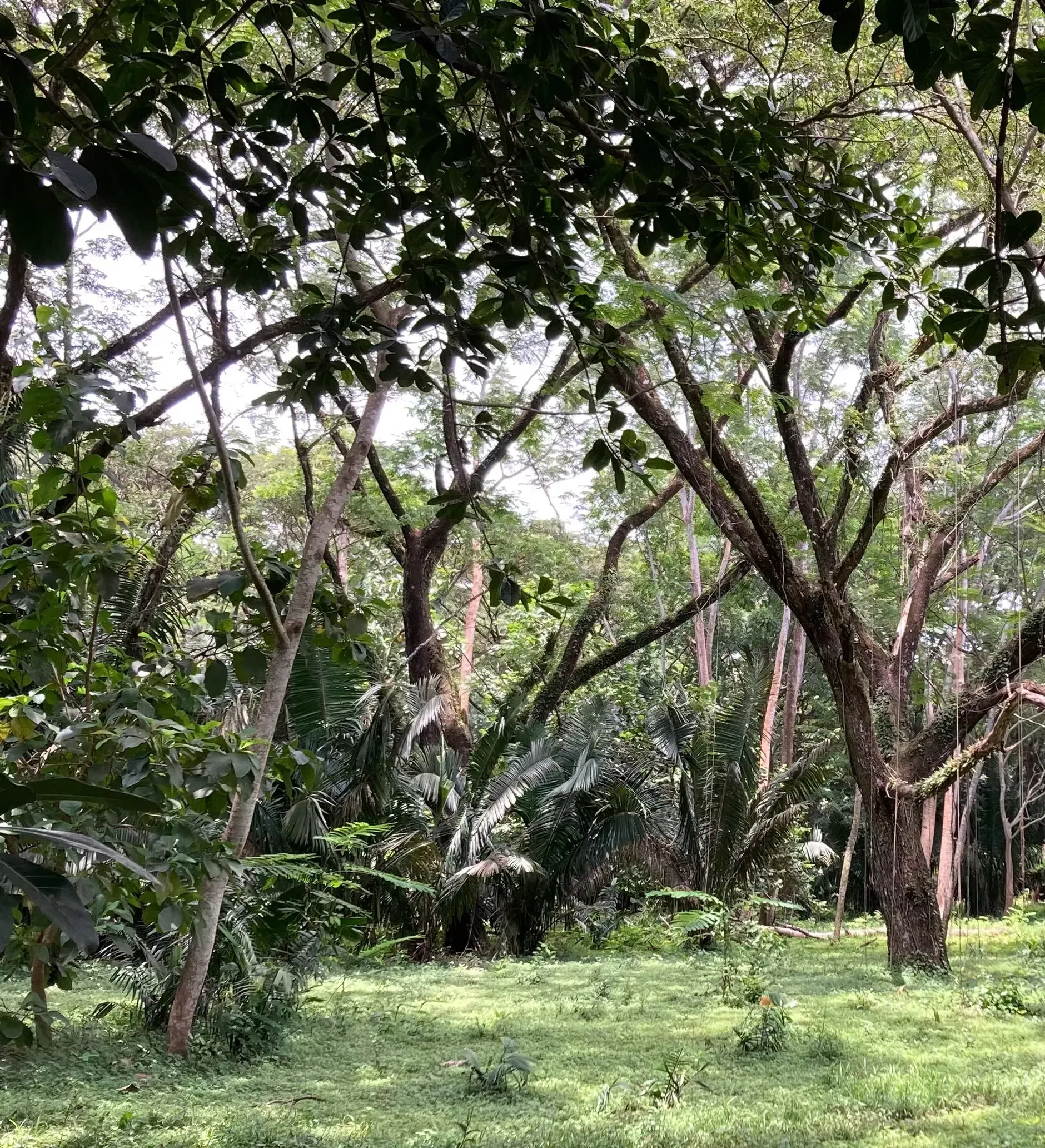 A lush green forest filled with lots of trees and grass.
