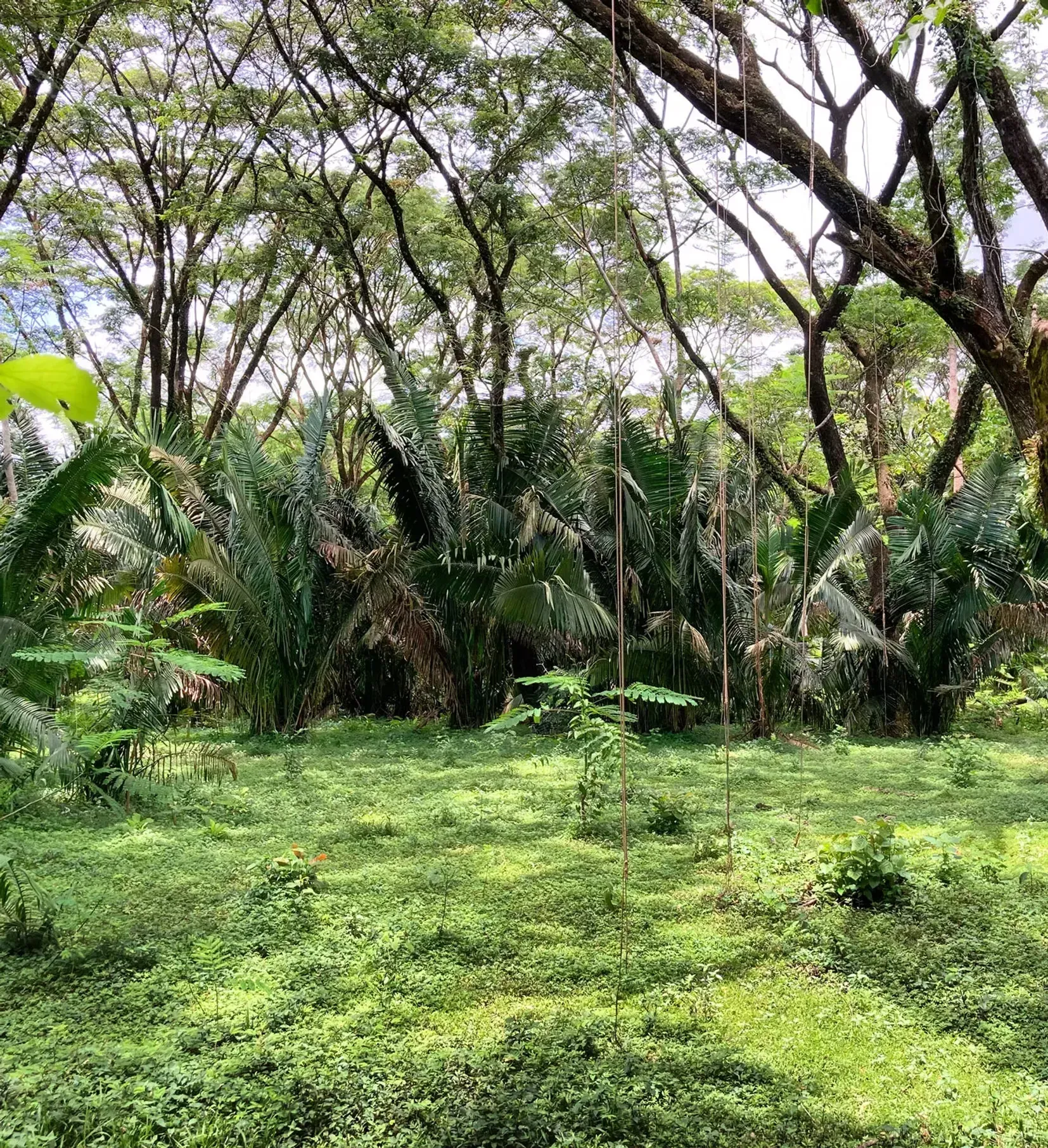 A lush green forest filled with lots of trees and plants.