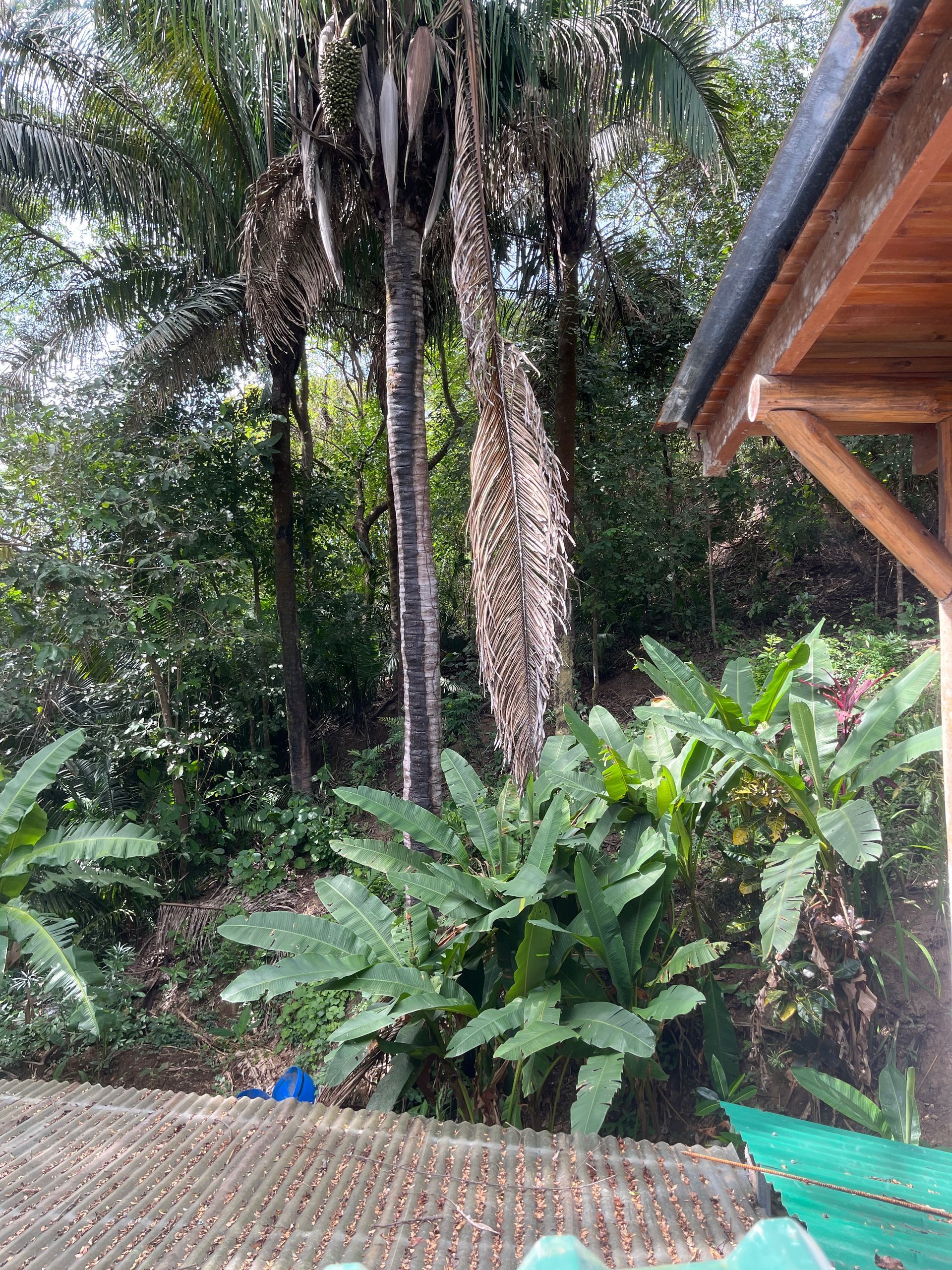 A house in the middle of a lush green forest with trees and plants.