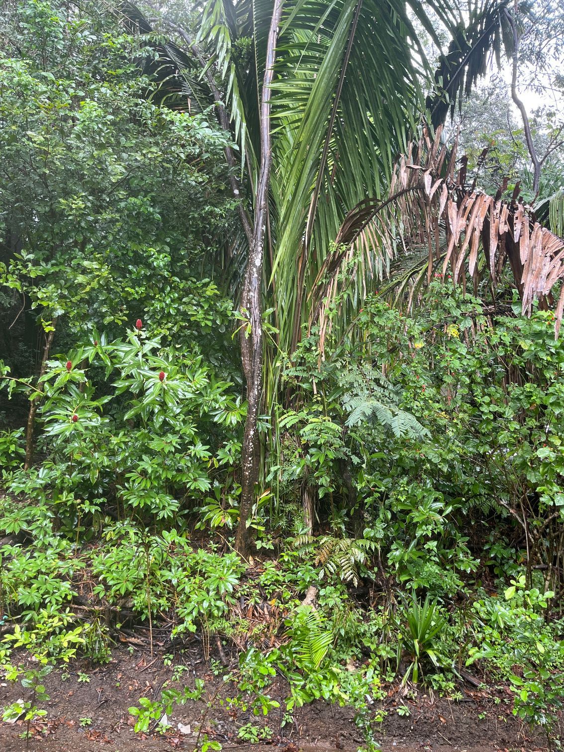 A lush green forest with palm trees and lots of plants.
