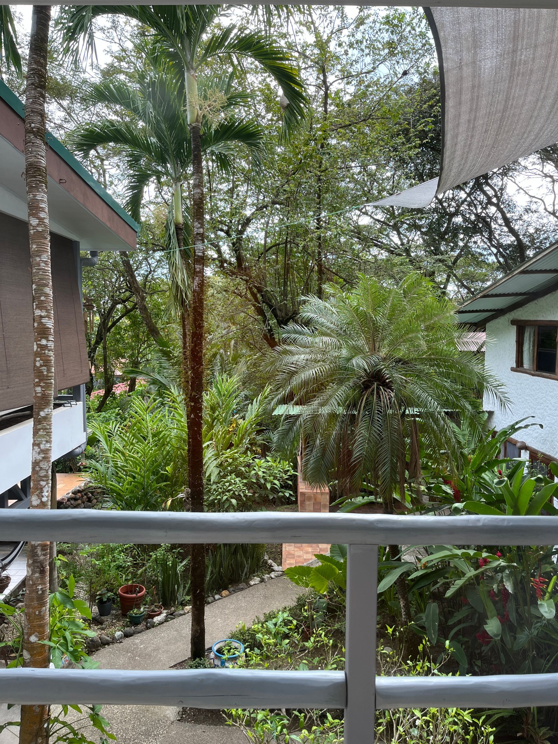 A balcony overlooking a lush green garden with palm trees