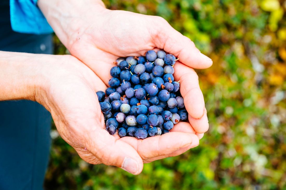 Frutti di bosco