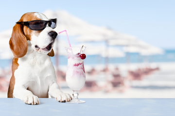 a dog sitting in the shade wearing sunglasses