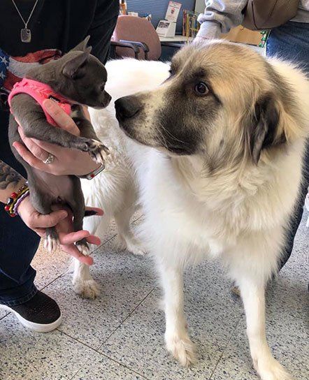 Dogs in the Veterinary Clinic — Burke, VA — Parkway Veterinary Clinic