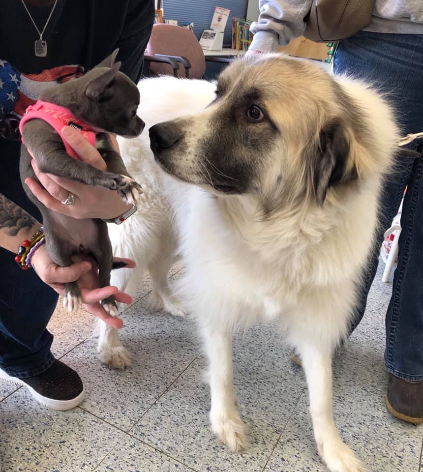 Dogs in the Veterinary Clinic — Burke, VA — Parkway Veterinary Clinic