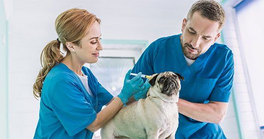 Veterinarians Making Injection to Dog — Burke, VA — Parkway Veterinary Clinic
