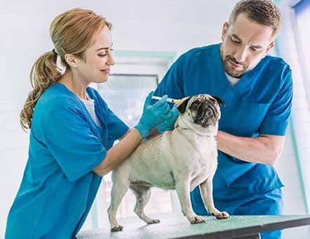 Veterinarians Making Injection to Dog  — Burke, VA — Parkway Veterinary Clinic