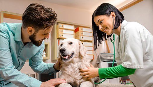 Animal Hospital — Vet Checking the Dog in Burke, VA