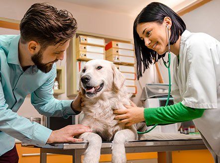 Animal Hospital — Vet Checking the Dog in Burke, VA