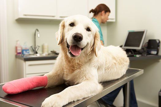 White Cute Dog Inside the Clinic — Burke, VA — Parkway Veterinary Clinic