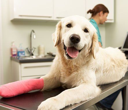 White Cute Dog — Burke, VA — Parkway Veterinary Clinic
