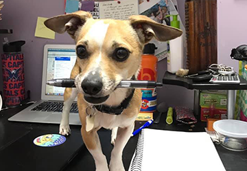 Veterinary Services — Cute Dog Bites Ball pen in Burke, VA