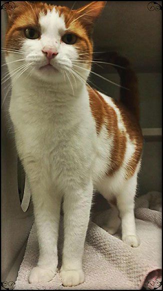 Neuter — White with Orange Cat in Burke, VA