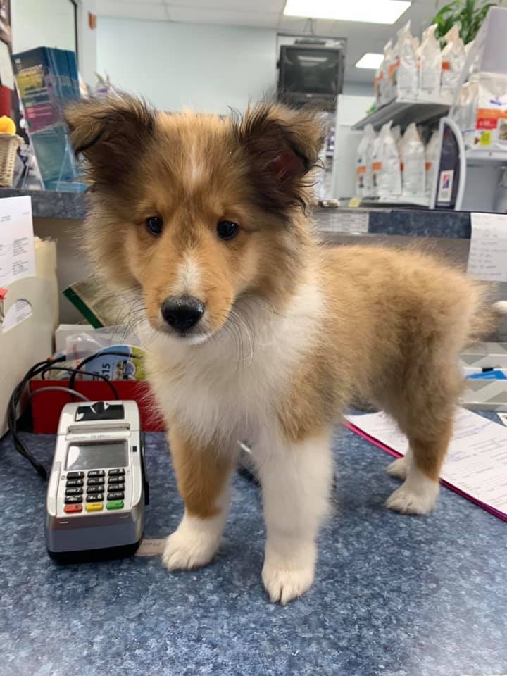 Pet Dentistry — Brown with White Dog in Burke, VA