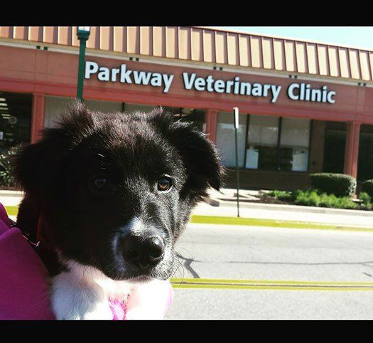 Dog In Front of Parkway Veterinary Clinic — Burke, VA — Parkway Veterinary Clinic