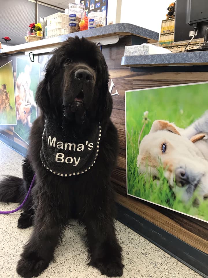 Pet Vaccinations — Black Dog in the Lobby in Burke, VA